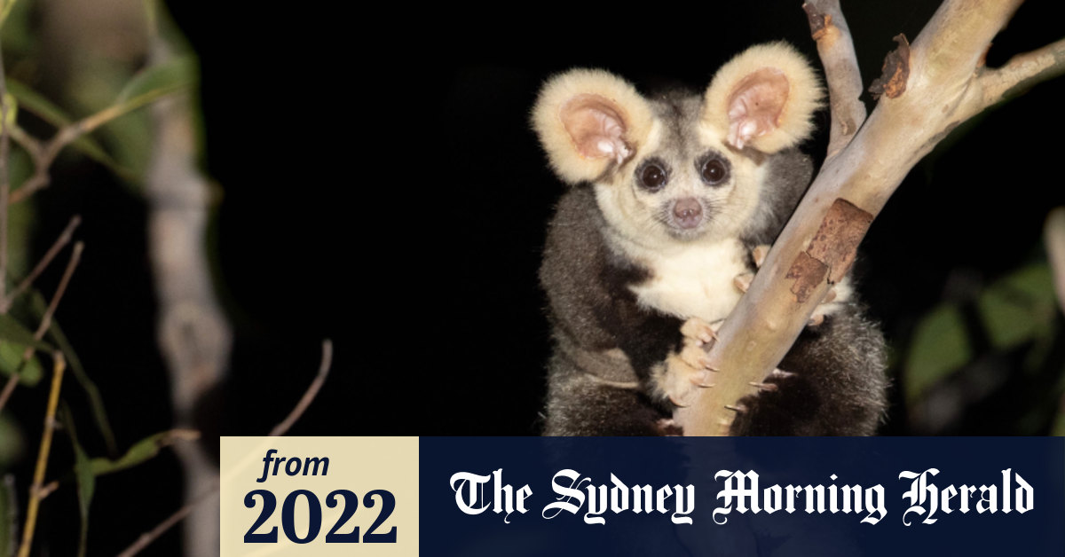 Greater gliders listed as endangered as extinction looms for iconic species